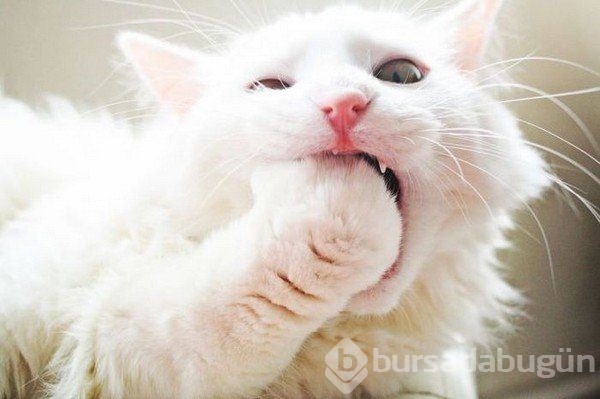 İlginç fotoğraflar