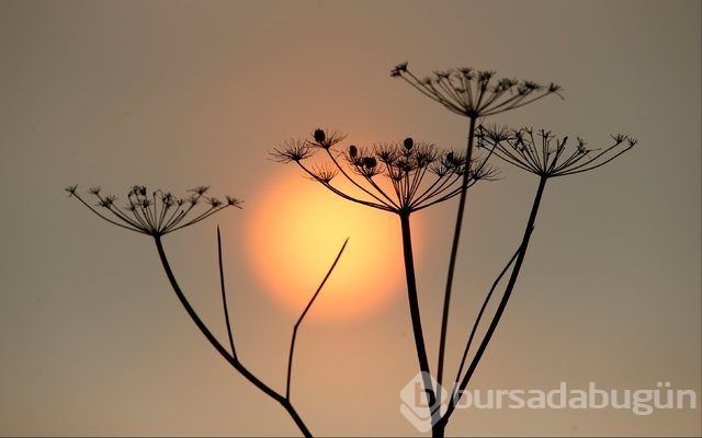 Avrupa'yı 'Turuncu' felaket sardı!