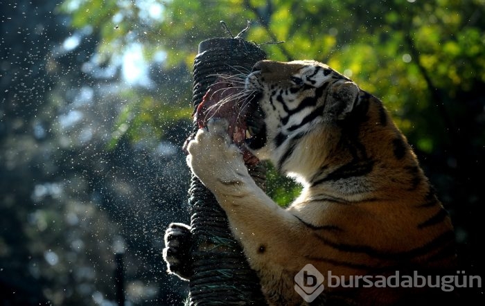 Bursa'da sonbaharda hayvanat bahçesine büyük ilgi 