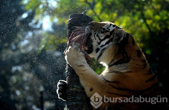 Bursa'da hayvanat bahçesine büyük ilgi