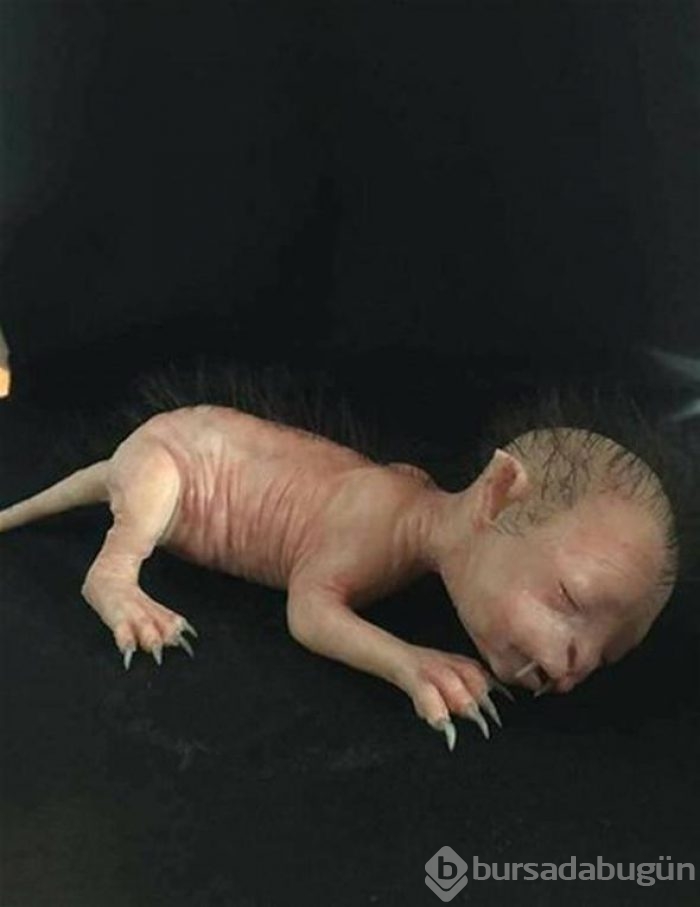 Bu fotoğraf sosyal medyayı salladı ancak