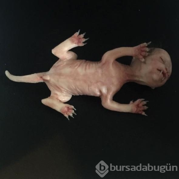 Bu fotoğraf sosyal medyayı salladı ancak