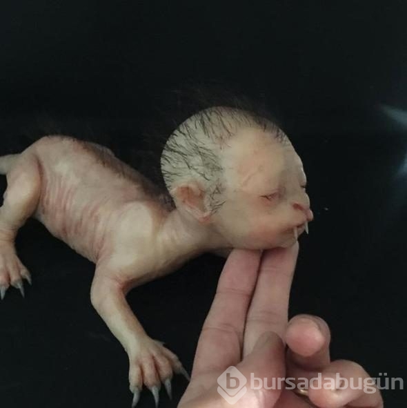 Bu fotoğraf sosyal medyayı salladı ancak