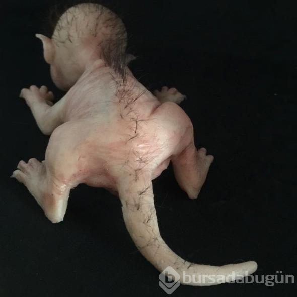 Bu fotoğraf sosyal medyayı salladı ancak