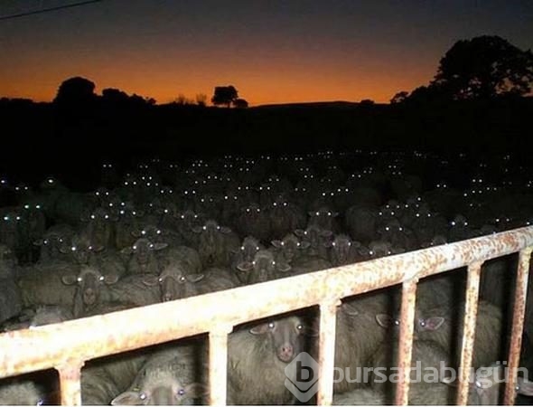 Bu fotoğraf sosyal medyayı salladı ancak