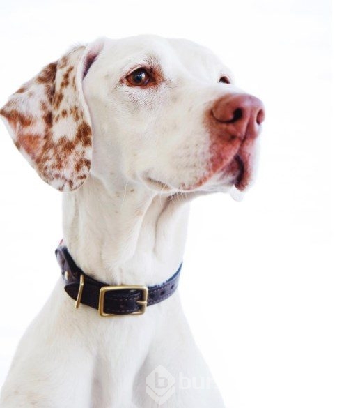 Barınaktan alınan köpeğin kalpleri ısıtan dostluğu