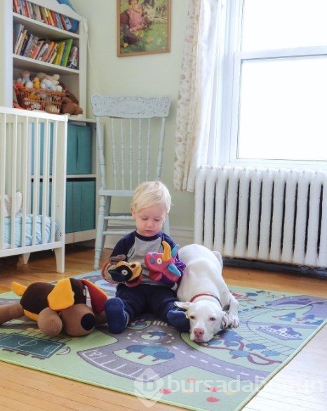 Barınaktan alınan köpeğin kalpleri ısıtan dostluğu