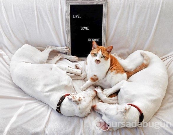 Barınaktan alınan köpeğin kalpleri ısıtan dostluğu