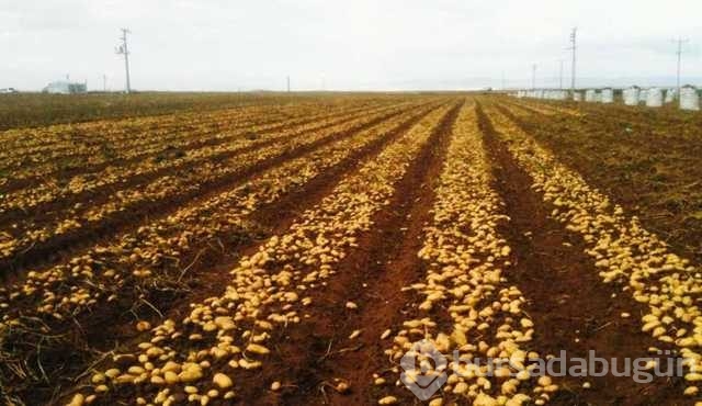 Çiğ patatesin suyunun mucizevi faydası

