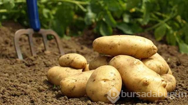 Çiğ patatesin suyunun mucizevi faydası
