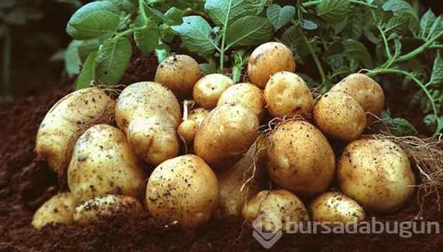 Çiğ patatesin suyunun mucizevi faydası

