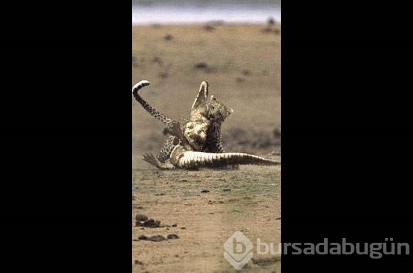Vahşi doğanın acımasız saldırıları