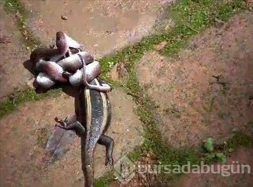 Vahşi doğanın acımasız saldırıları