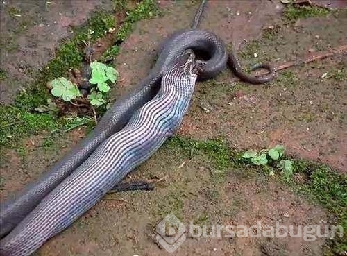 Vahşi doğanın acımasız saldırıları