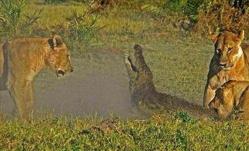 Vahşi doğanın acımasız saldırıları
