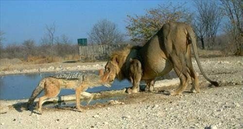 Vahşi doğanın acımasız saldırıları