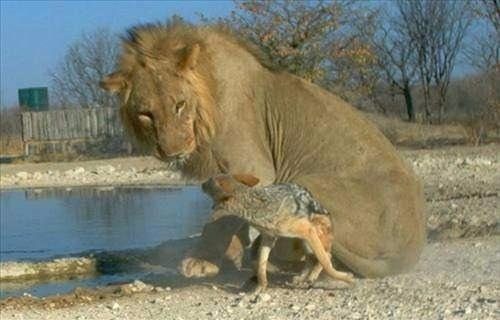 Vahşi doğanın acımasız saldırıları