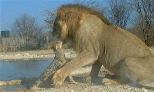 Vahşi doğanın acımasız saldırıları