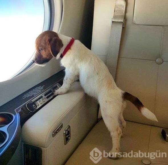 Zengin görünmek için yapıyorlar!