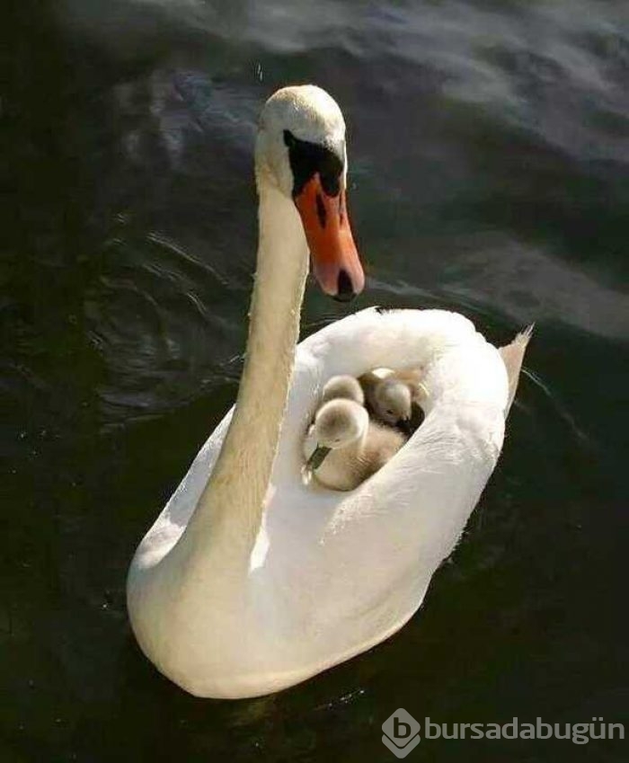 Günün en çok paylaşılan fotoğrafları