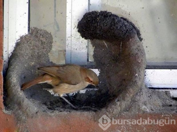 Dişi kuşun yuva yapım aşaması