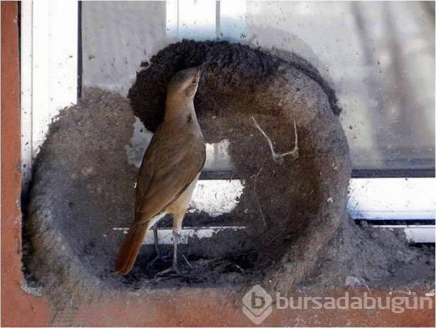 Dişi kuşun yuva yapım aşaması