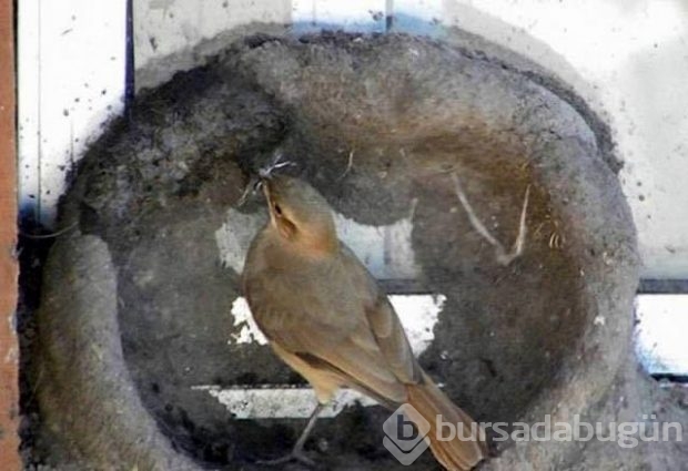 Dişi kuşun yuva yapım aşaması