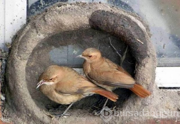 Dişi kuşun yuva yapım aşaması