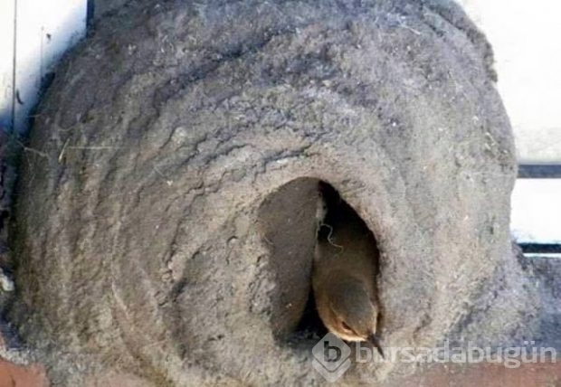 Dişi kuşun yuva yapım aşaması