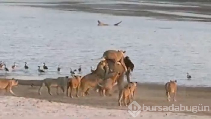 Tek başına 14 aslana kafa tuttu