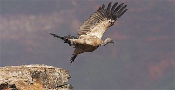 Tek başına 14 aslana kafa tuttu