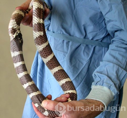 Tek başına 14 aslana kafa tuttu
