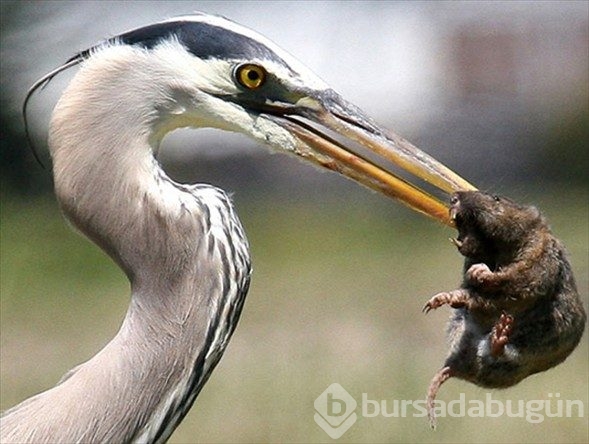 Hayvanlar aleminde yılın fotoğrafları