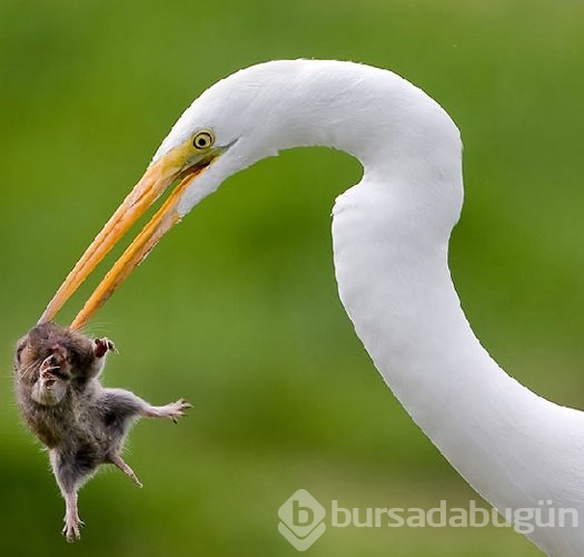 Hayvanlar aleminde yılın fotoğrafları