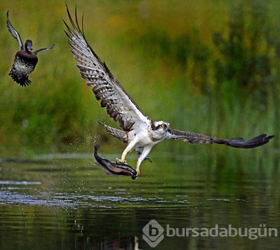 Hayvanlar aleminde yılın fotoğrafları