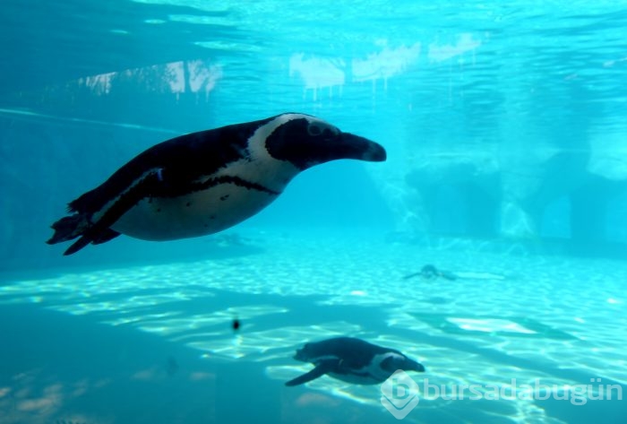 Bursa hayvanat bahçesinin gözdesi penguen ve foklar	