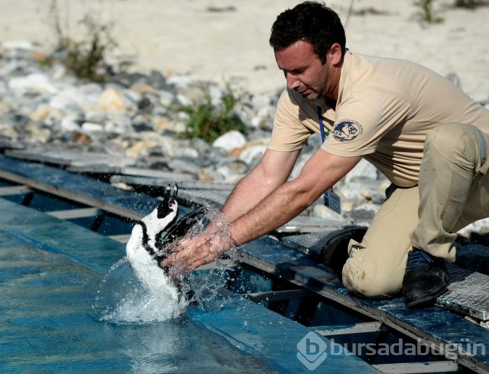 Bursa hayvanat bahçesinin gözdesi penguen ve foklar	