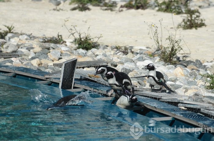 Bursa hayvanat bahçesinin gözdesi penguen ve foklar	