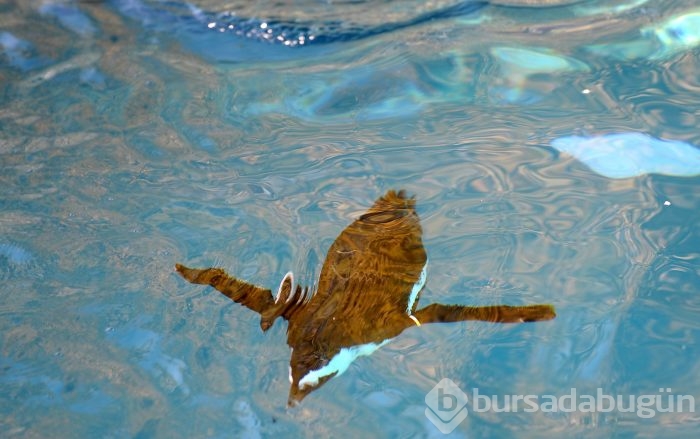Bursa hayvanat bahçesinin gözdesi penguen ve foklar	