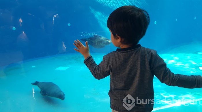 Bursa hayvanat bahçesinin gözdesi penguen ve foklar	