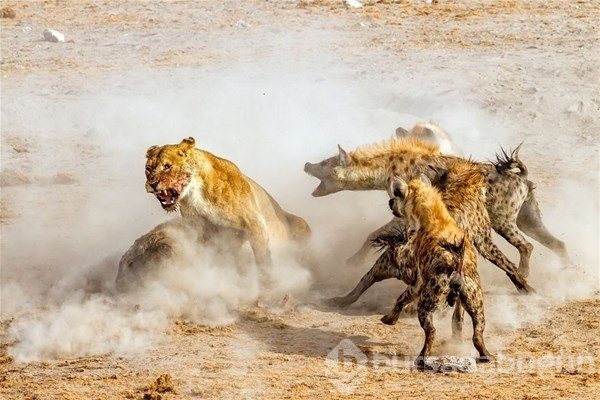 Doğanın vahşi yüzü