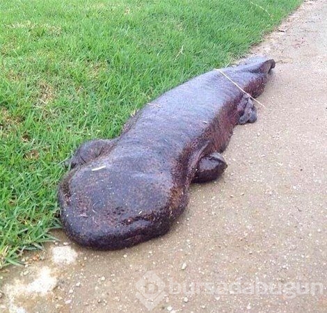 Doğanın vahşi yüzü