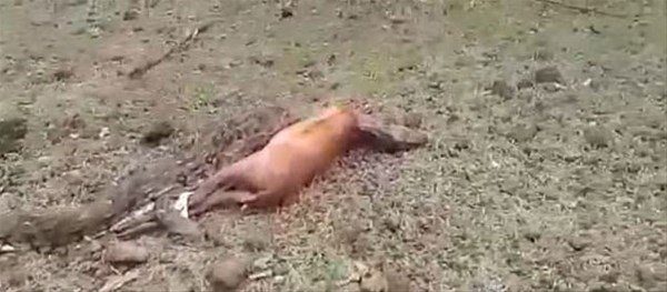 Doğanın vahşi yüzü