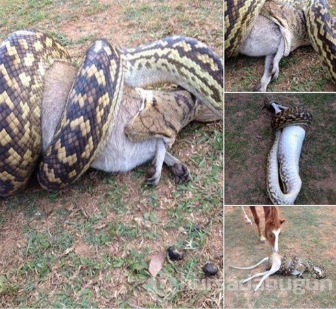 Doğanın vahşi yüzü