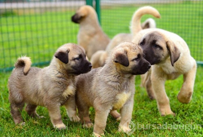 Kangal köpekleri, sınır karakollarında görev alacak