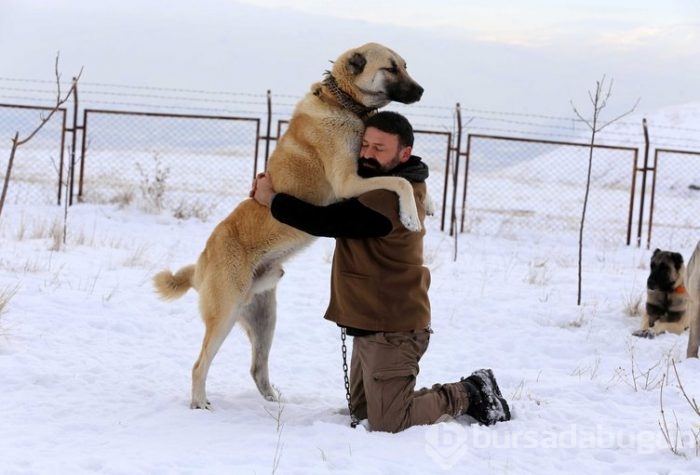 Kangal köpekleri, sınır karakollarında görev alacak
