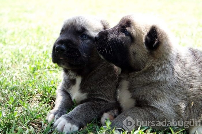 Kangal köpekleri, sınır karakollarında görev alacak