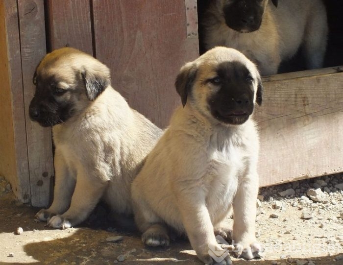 Kangal köpekleri, sınır karakollarında görev alacak