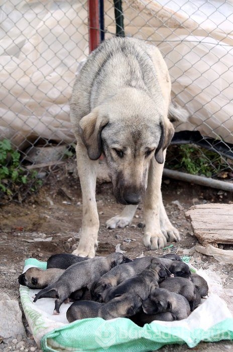 Kangal köpekleri, sınır karakollarında görev alacak