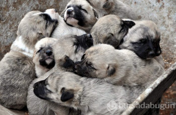 Kangal köpekleri, sınır karakollarında görev alacak